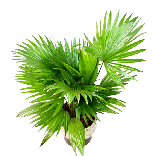 Livistona Rotundifolia (Footstool Palm)