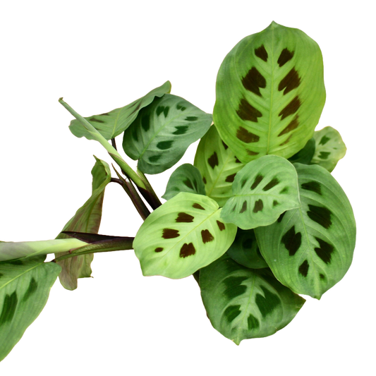 Maranta Leuconeura Kerchoveana (Prayer Plant)