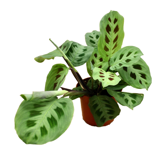 Maranta Leuconeura Kerchoveana (Prayer Plant)