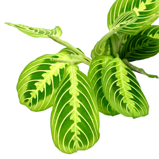 Maranta Lemon Lime (Prayer Plant)