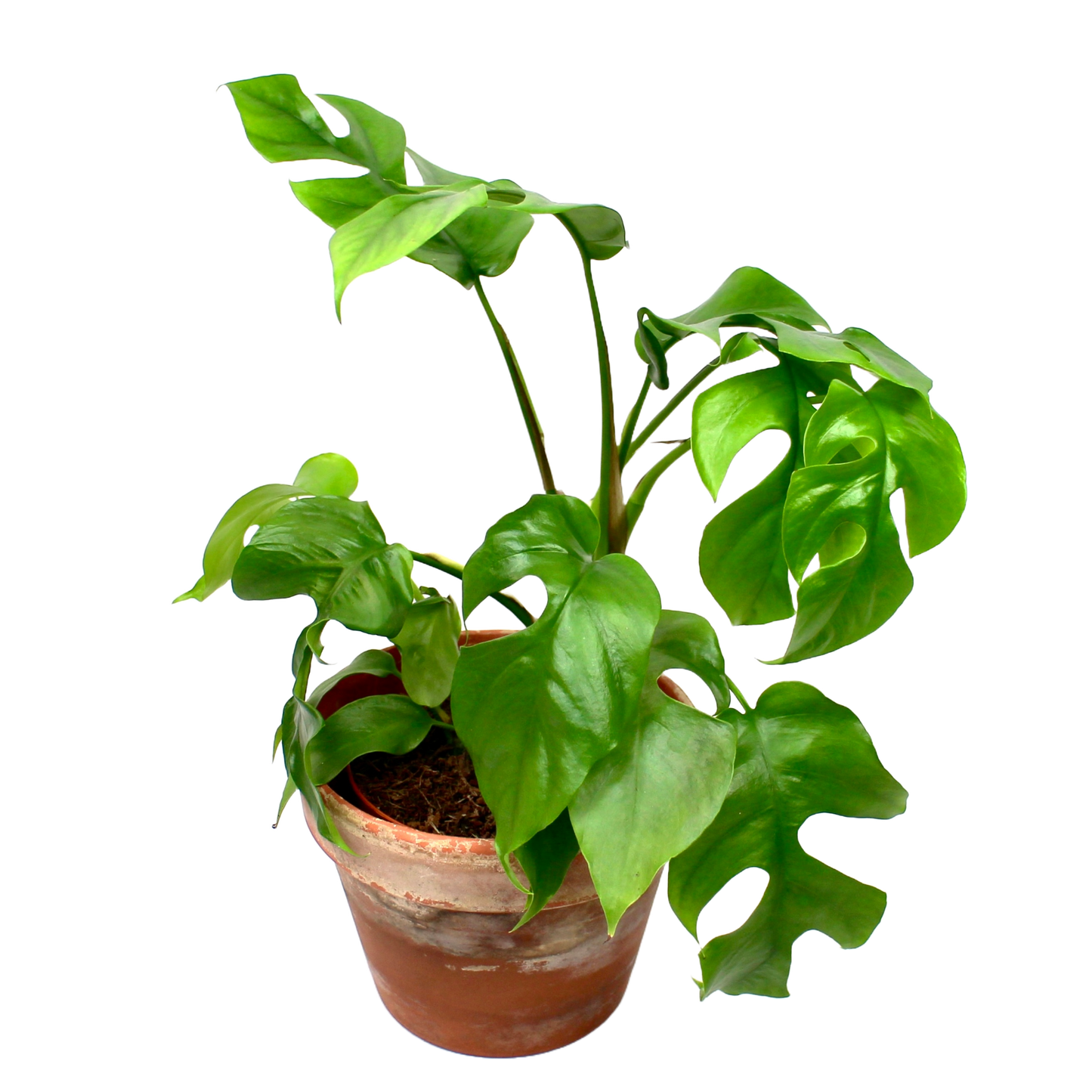 Rhaphidophora Tetrasperma (Monstera Minima)