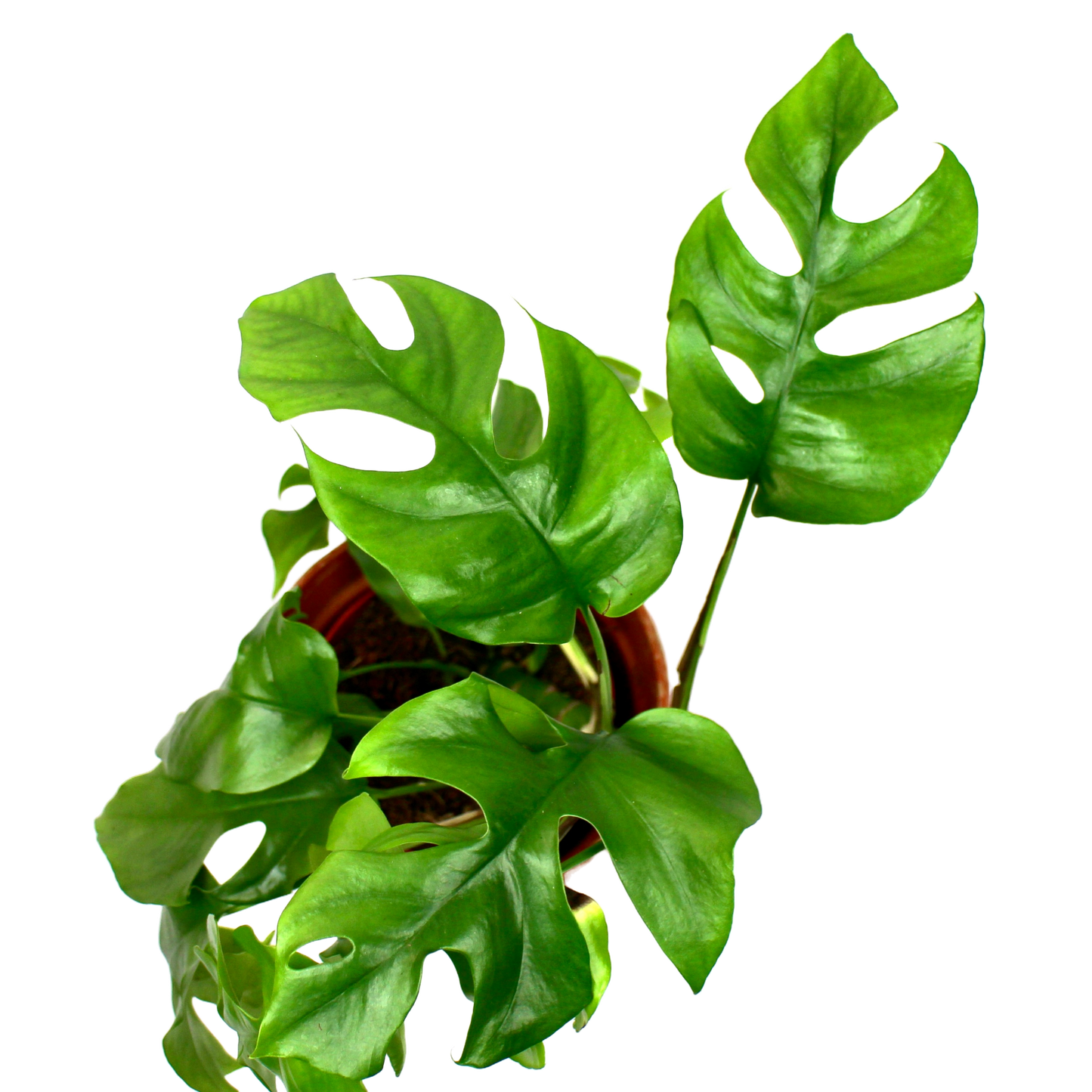 Rhaphidophora Tetrasperma (Monstera Minima)