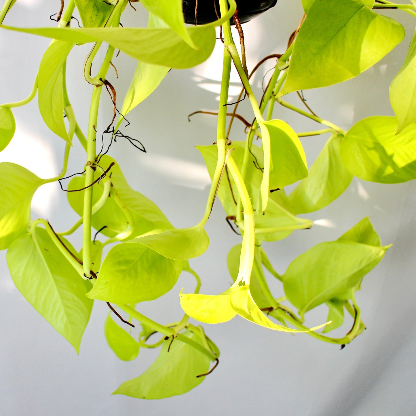 Neon Pothos - Hanging (Epipremnum Aureum)