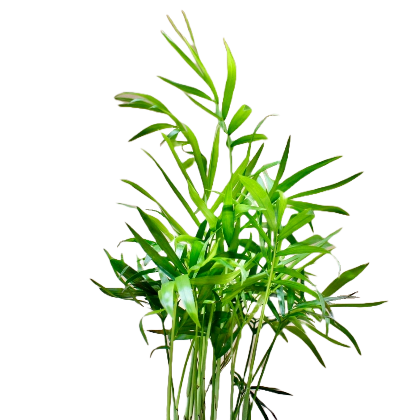Chamaedorea elegans (Parlour Palm)