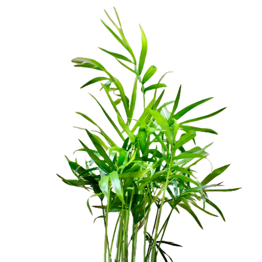 Chamaedorea elegans (Parlour Palm)