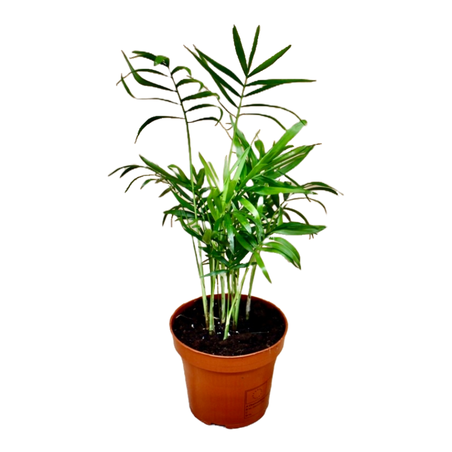 Chamaedorea elegans (Parlour Palm)
