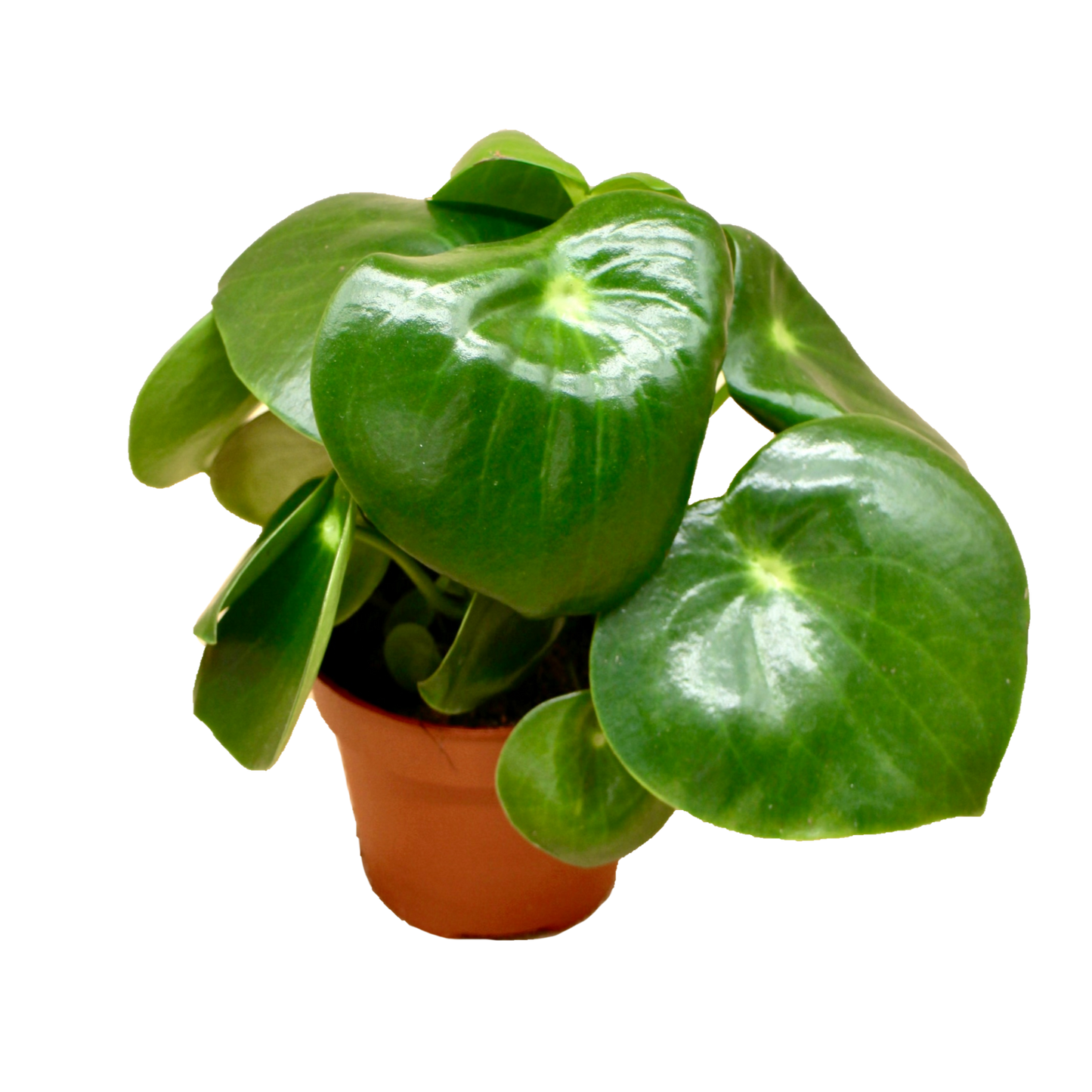 Peperomia Polybotrya Raindrop