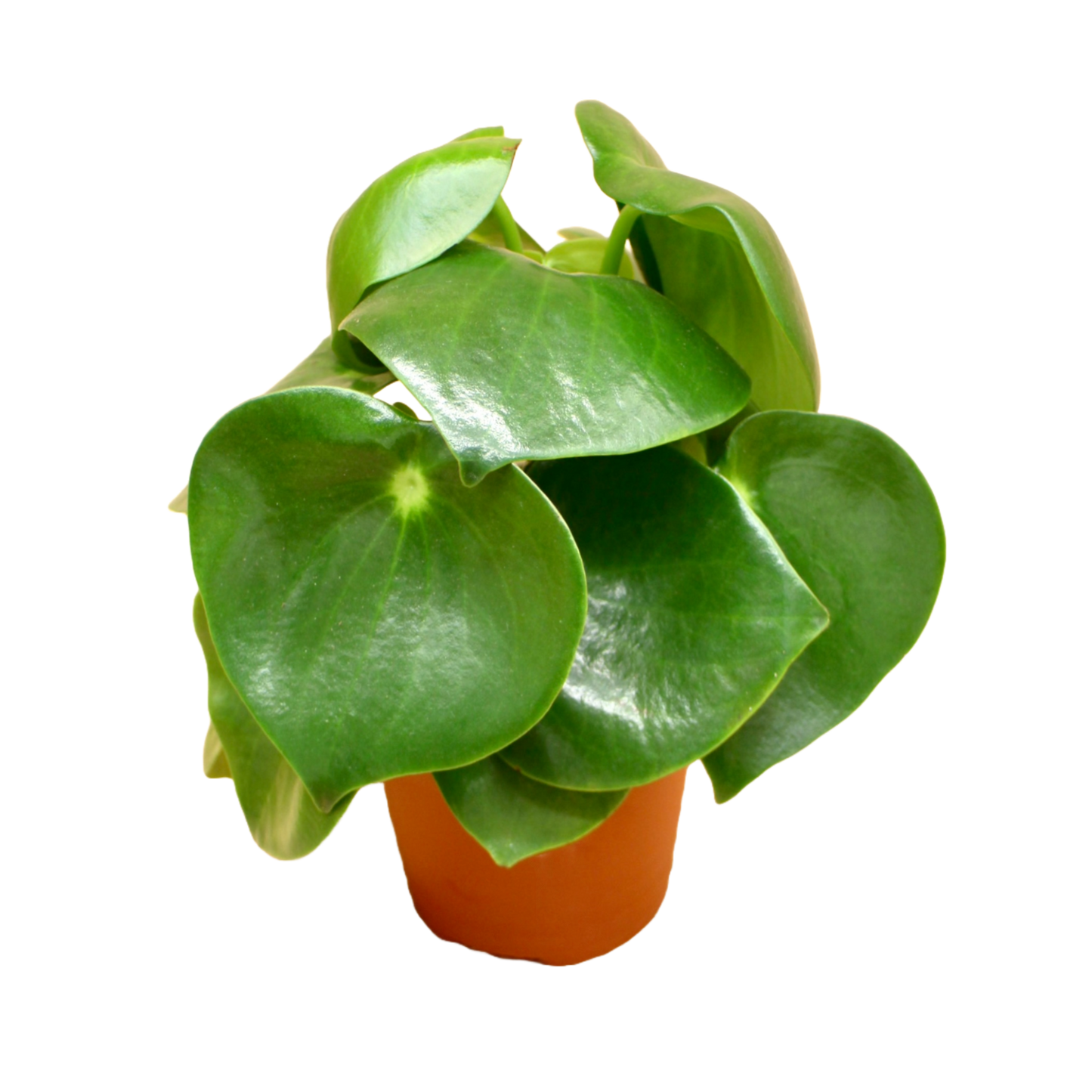 Peperomia Polybotrya Raindrop