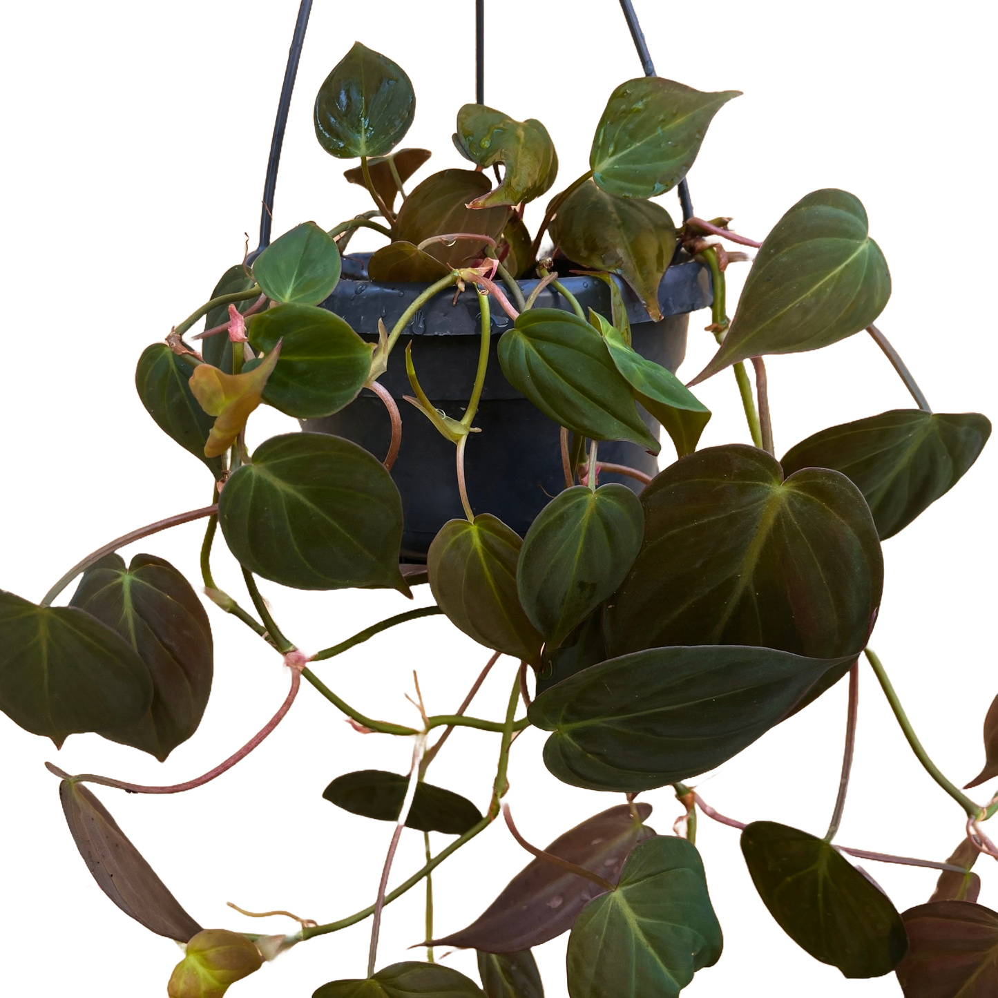 Philodendron Hederaceum Micans