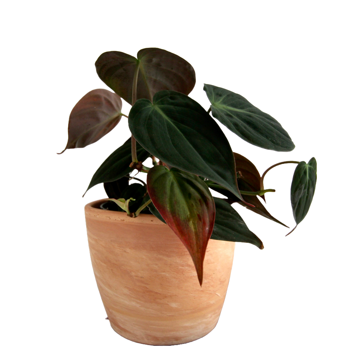 Philodendron Hederaceum Micans