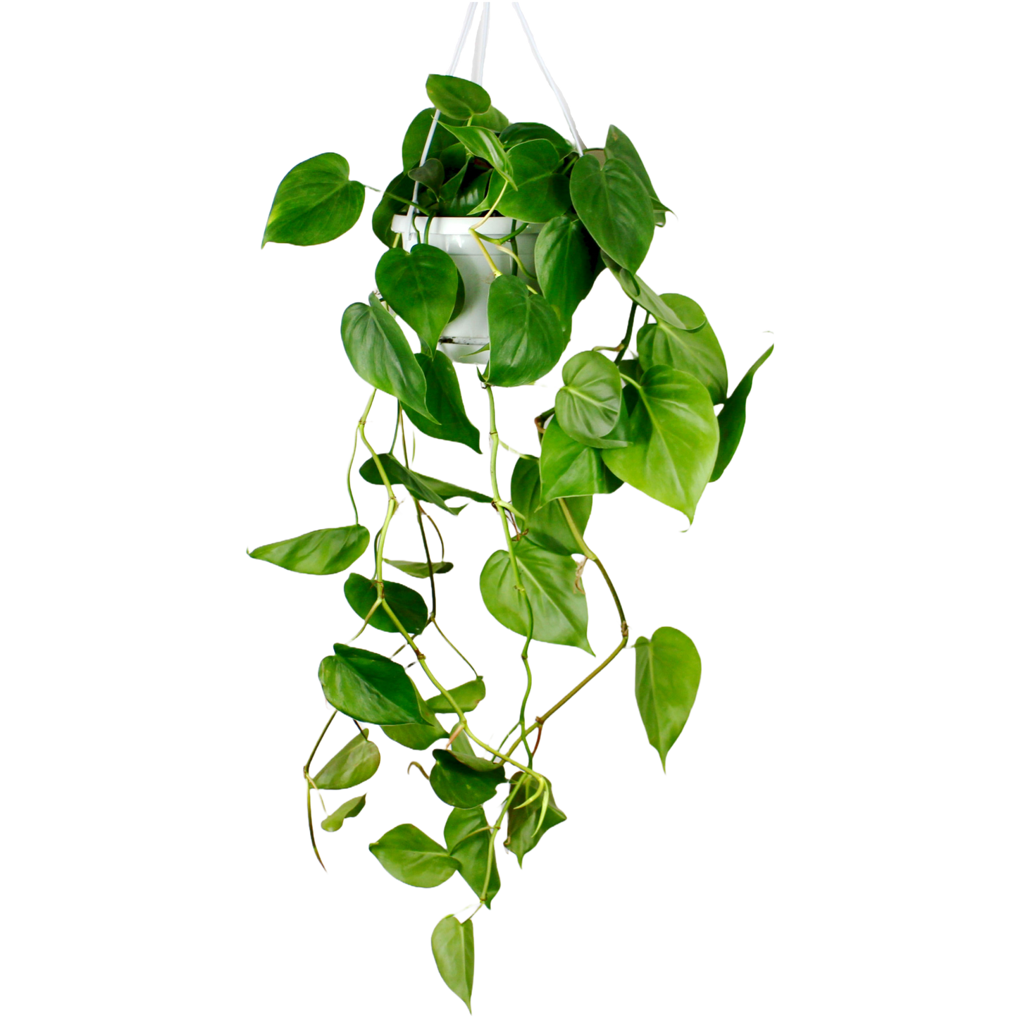 Philodendron Scandens - Hanging (Heart Leaf Philodendron)