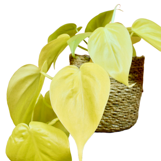 Philodendron Micans 'Lime'