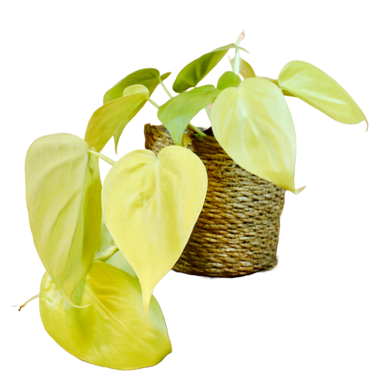 Philodendron Micans 'Lime'