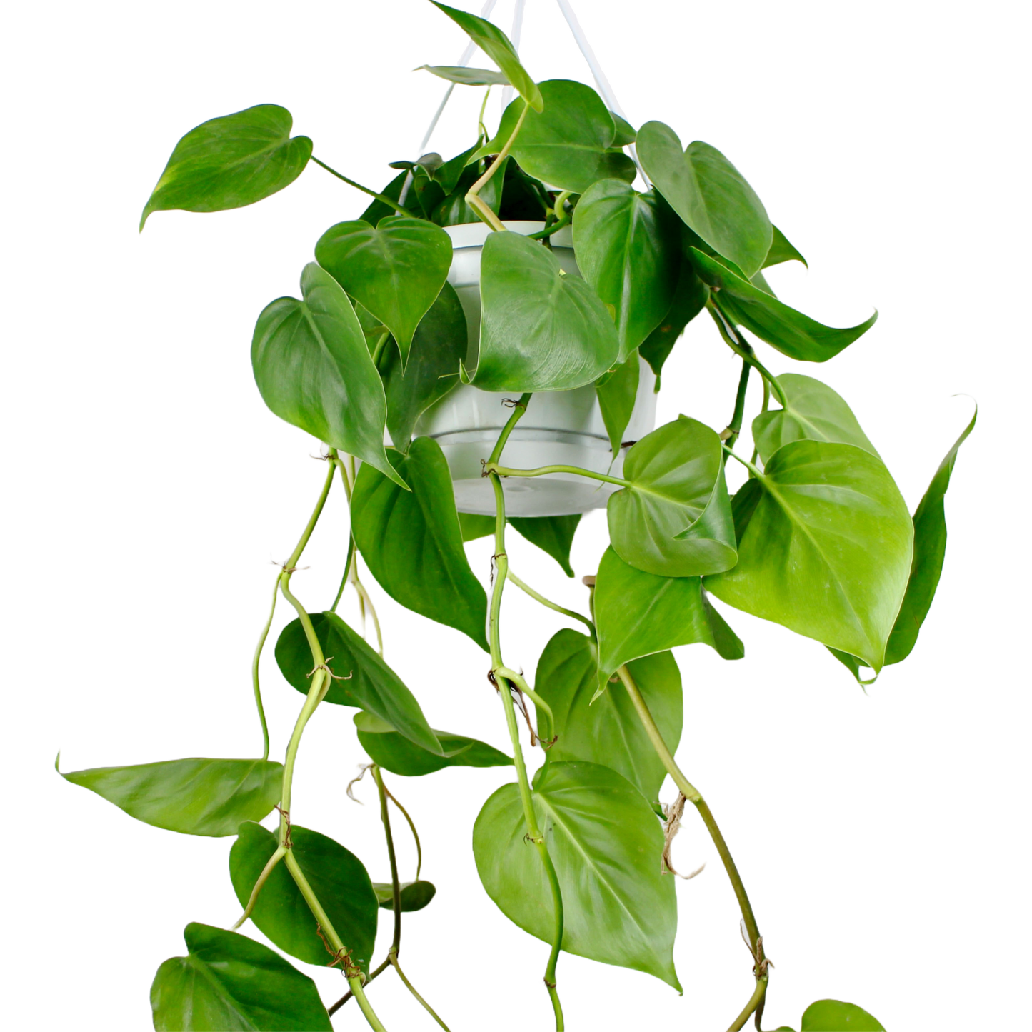 Philodendron Scandens - Hanging (Heart Leaf Philodendron)