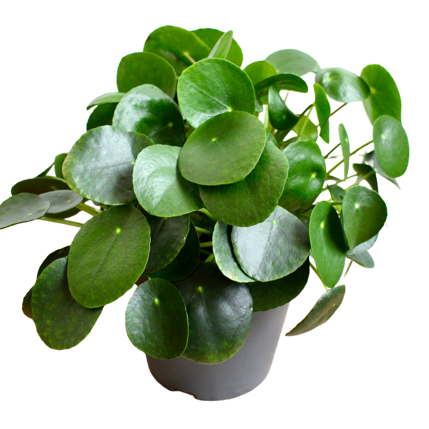 Pilea Peperomioides (Chinese Money Plant)