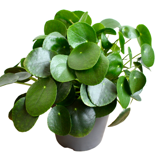 Pilea Peperomioides (Chinese Money Plant)