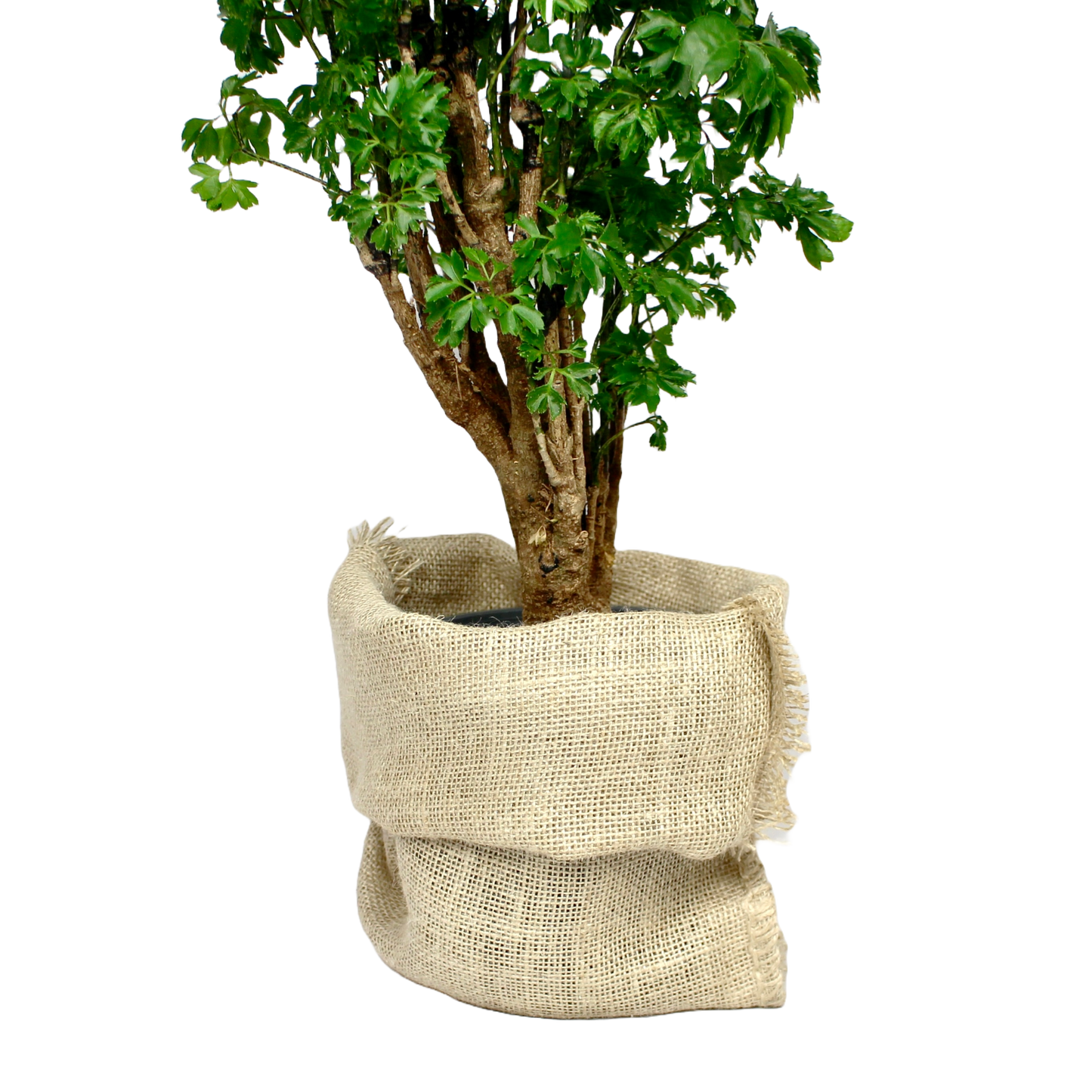 Polyscias Roble (Aralia Roble Tree)