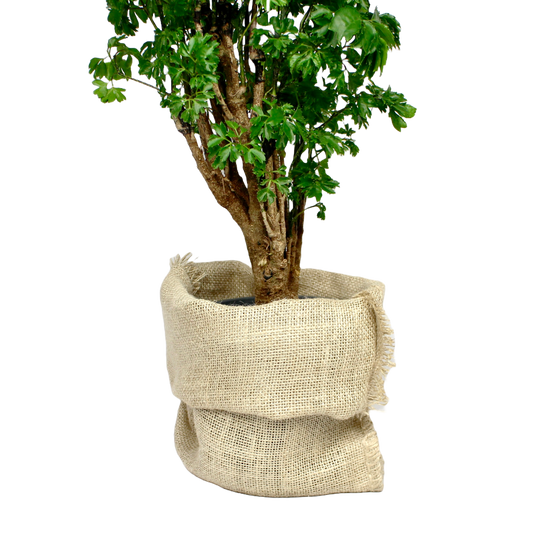 Polyscias Roble (Aralia Roble Tree)