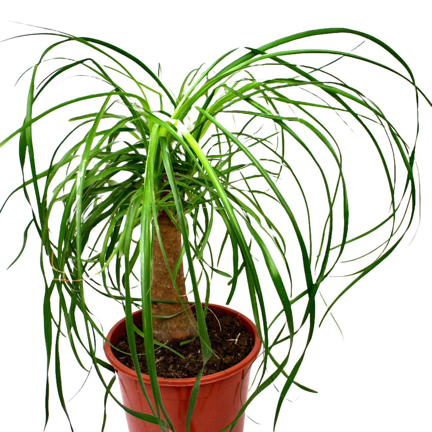 Ponytail Palm (Beaucarnea Nolina Recurvata)
