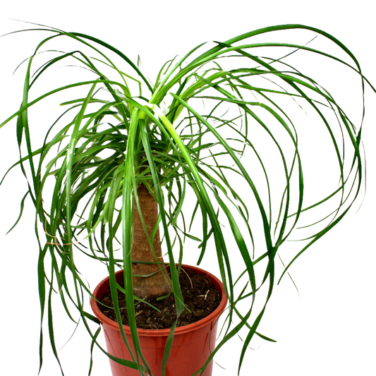 Ponytail Palm (Beaucarnea Nolina Recurvata)