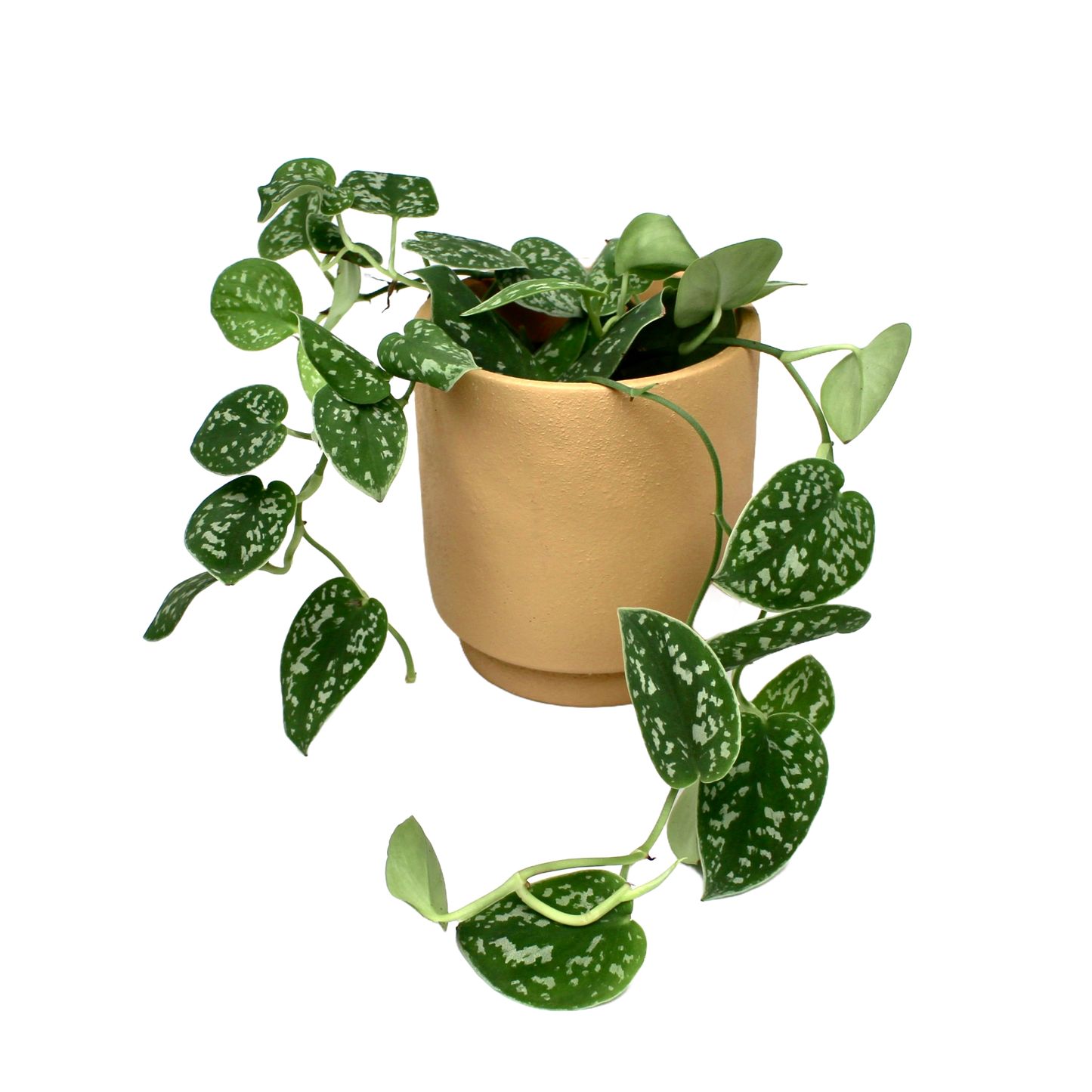 Satin Pothos (Scindapsus Pictus)