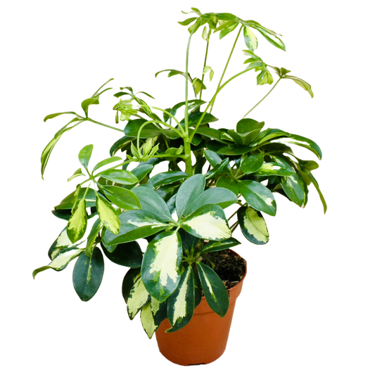 Schefflera Arboricola 'Gold Capella'