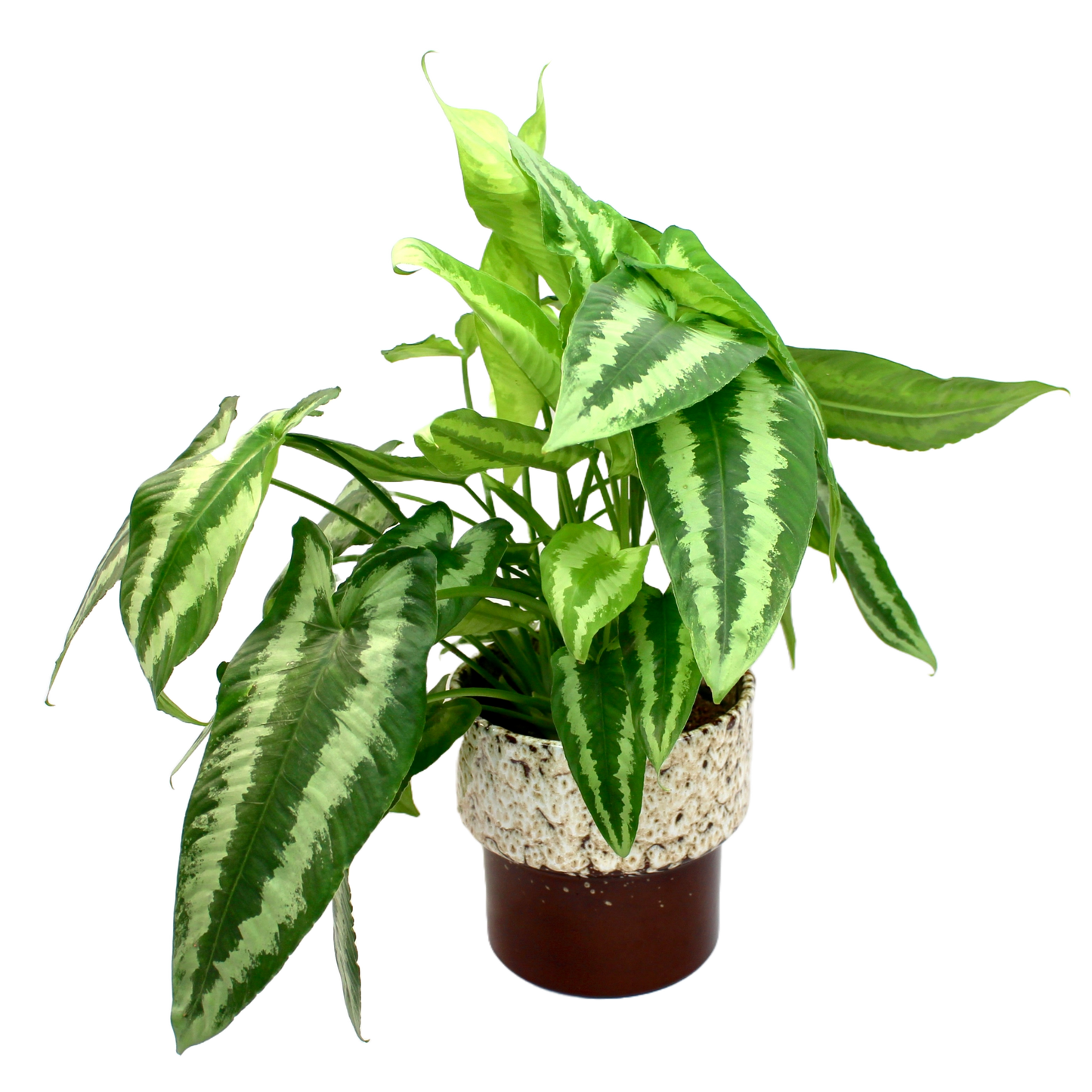 Schismatoglottis Wallichii