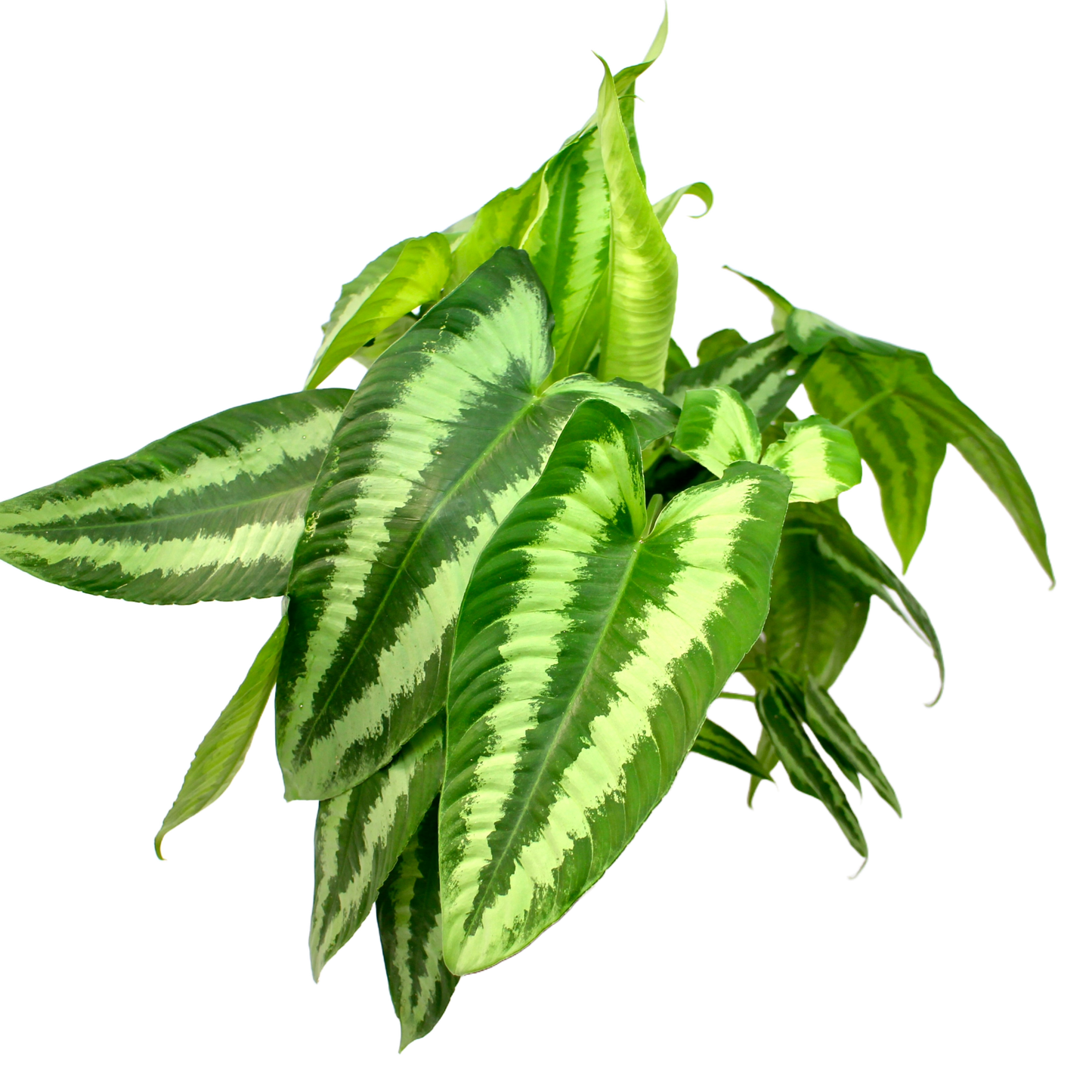 Schismatoglottis Wallichii