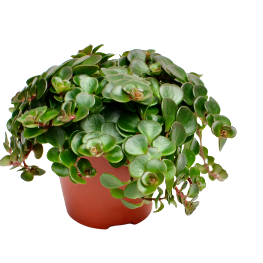 Sedum Makinoi ‘Tornado’