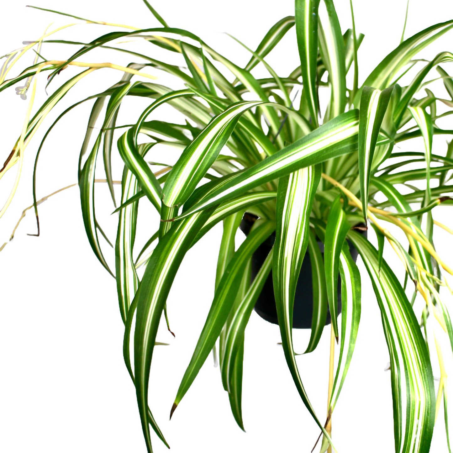 Spider Plant (Chlorophytum Variegatum)