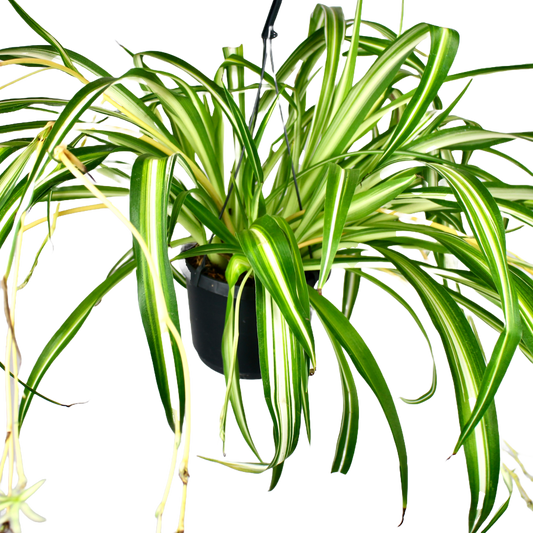 Spider Plant (Chlorophytum Variegatum)