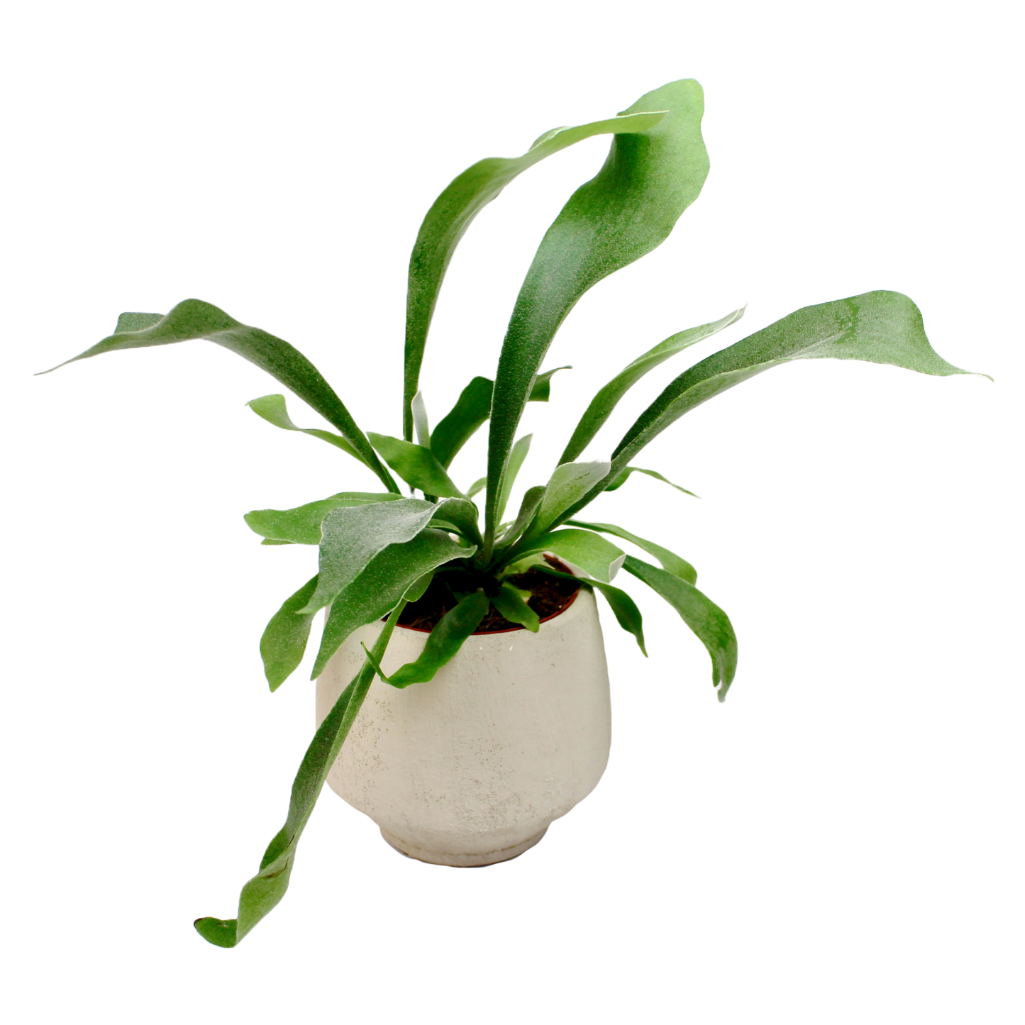 Staghorn Fern (Platycerium Bifurcatum)