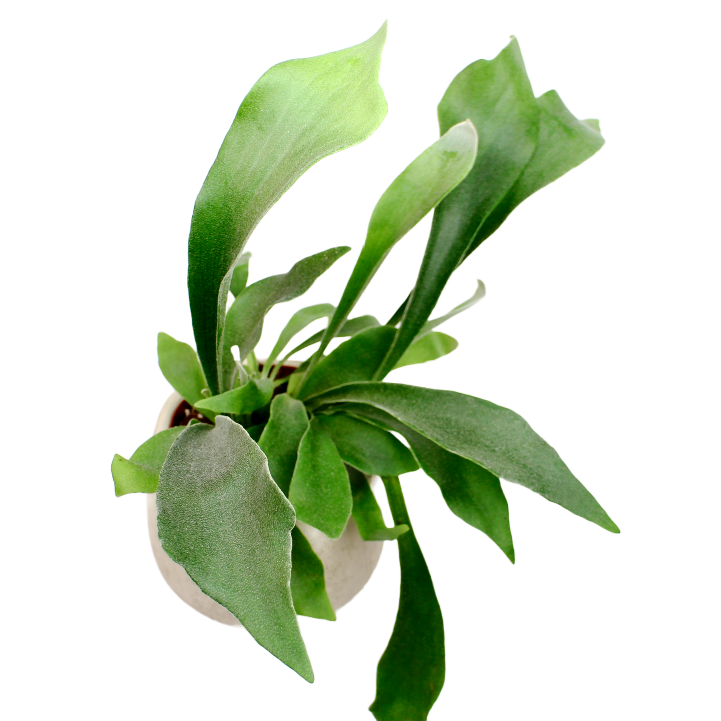 Staghorn Fern (Platycerium Bifurcatum)