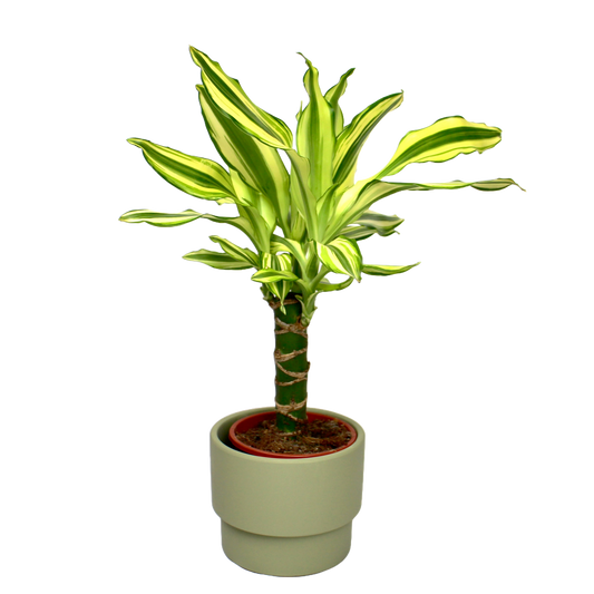 Stoi Planter D12cm
