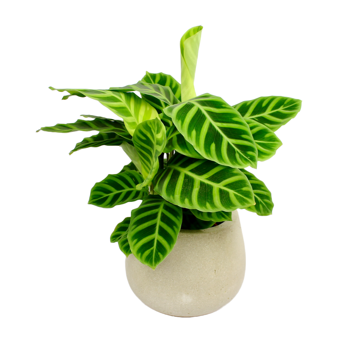 Stoneware Bowl Planter D13cm