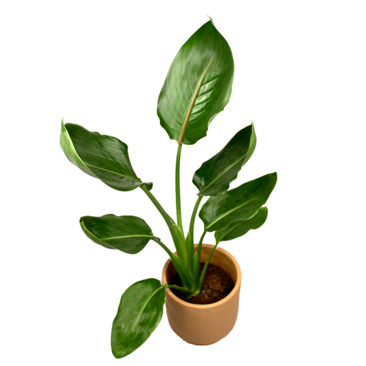 Strelitzia Reginae (Bird of Paradise)