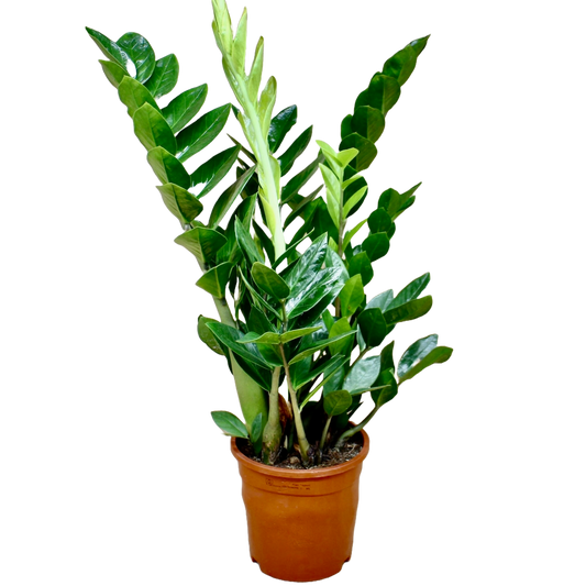 Zamioculcas Zamiifolia (ZZ Plant)
