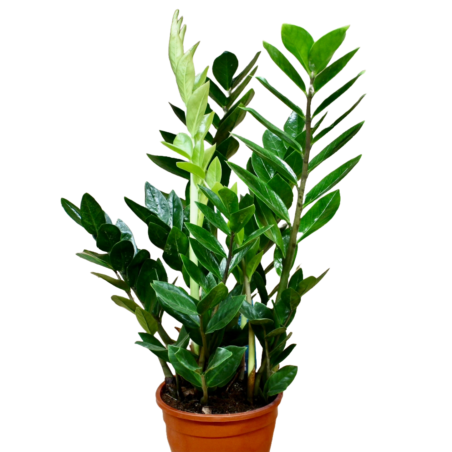 Zamioculcas Zamiifolia (ZZ Plant)