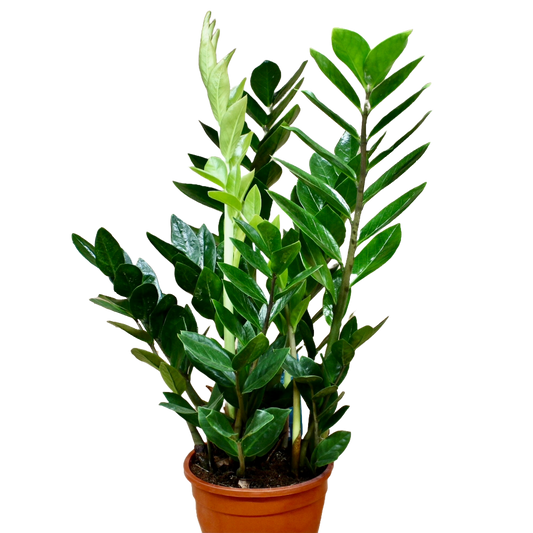 Zamioculcas Zamiifolia (ZZ Plant)