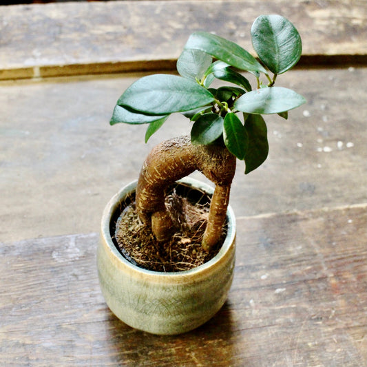 Ficus Ginseng Bonsai