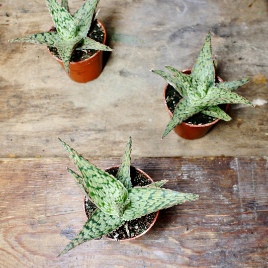 Three Mini Aloe Zebrina Dannyz in small nursery pots.