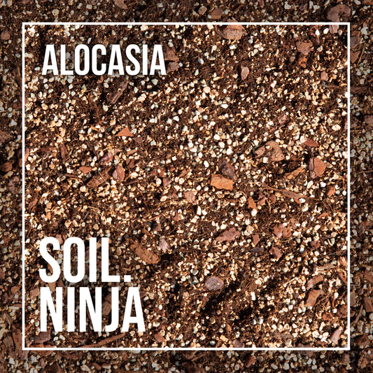 Soil Ninja - Alocasia 5L