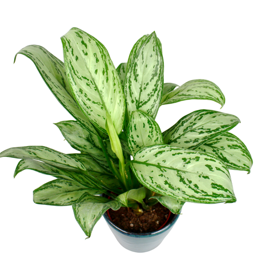 Aglaonema Silver Bay (Chinese Evergreen)