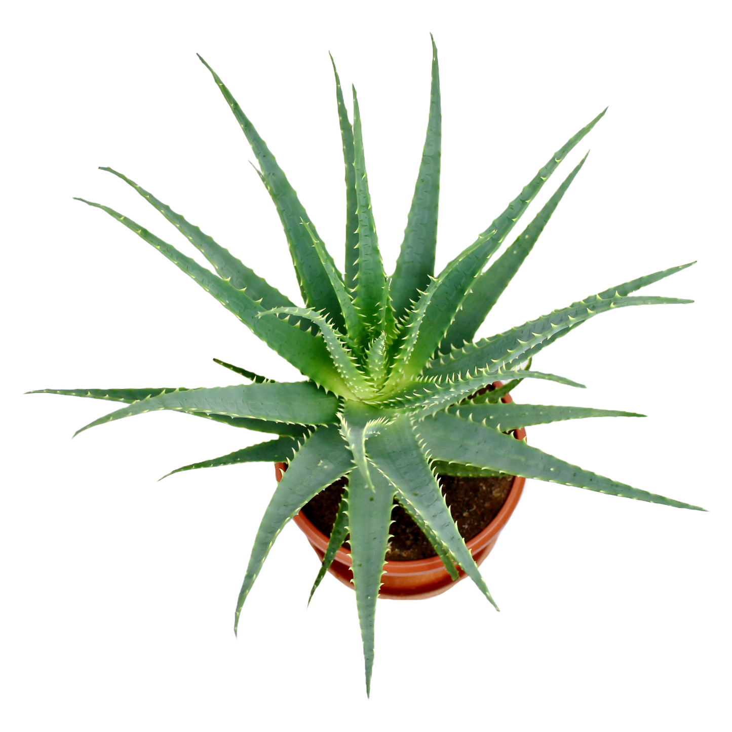 Aloe Arboescens