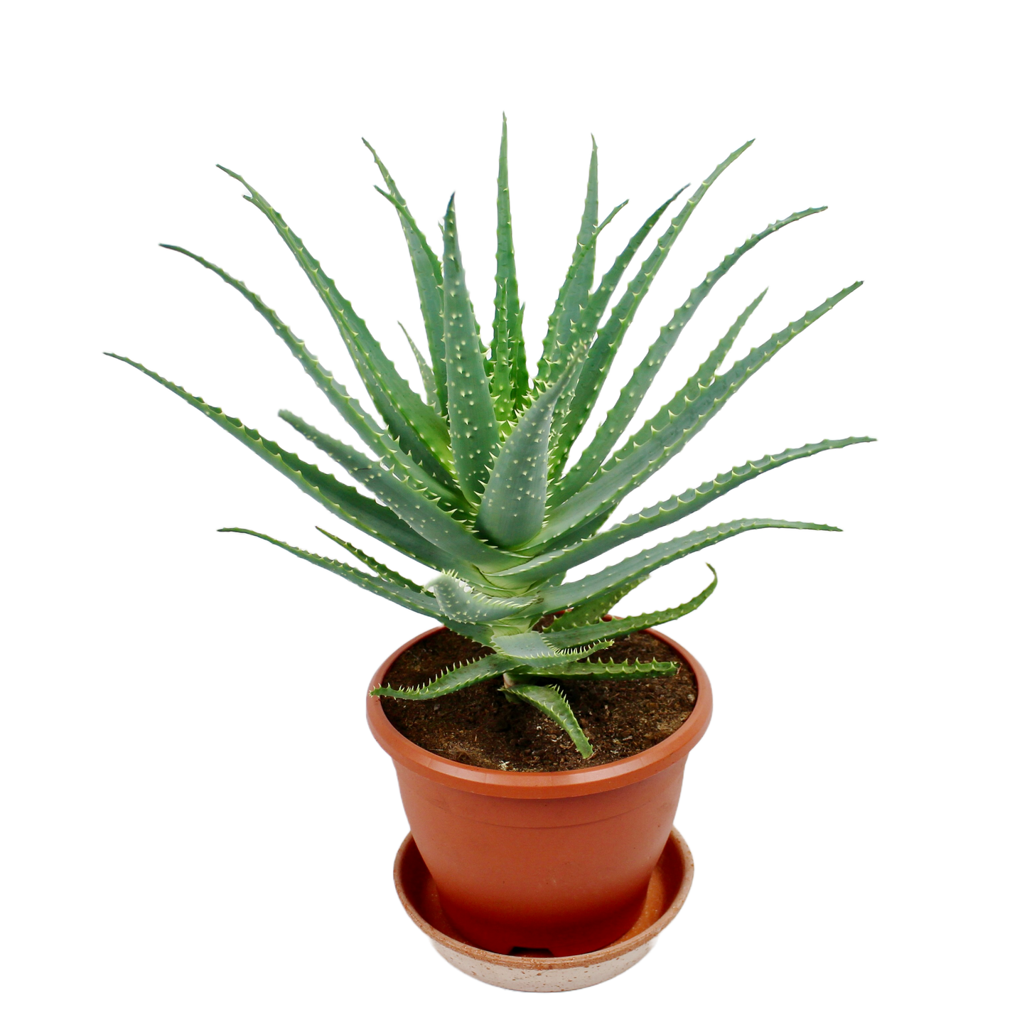 Aloe Arboescens