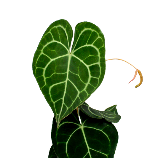 Anthurium Clarinervium