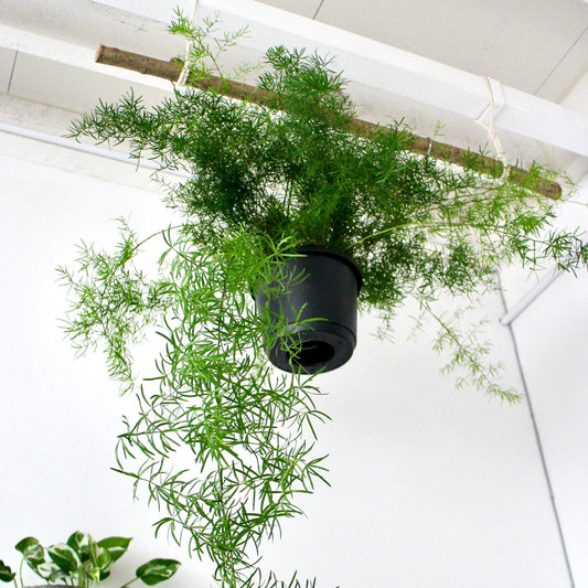 Asparagus Densiflorus 'Sprengeri'