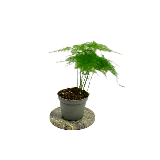 Asparagus Fern (Plumosa)
