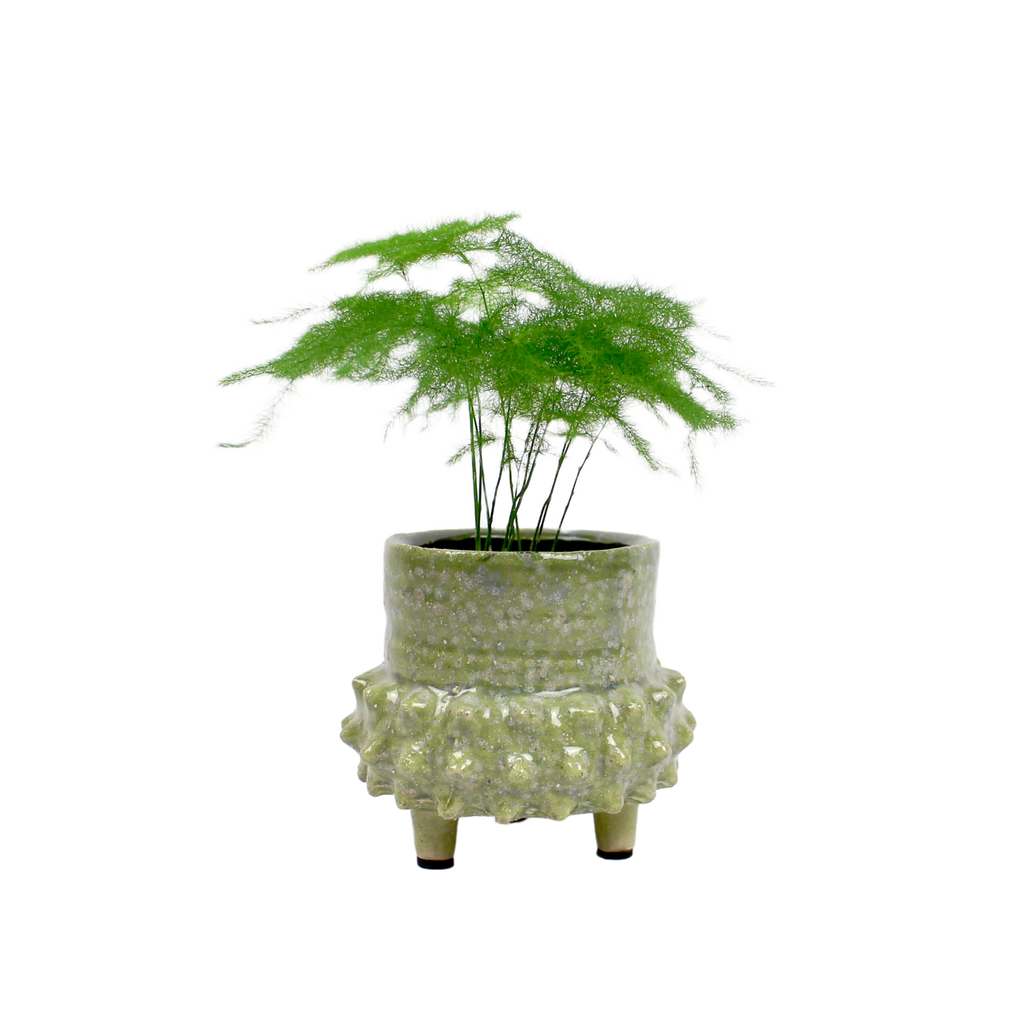 Asparagus Fern (Plumosa)