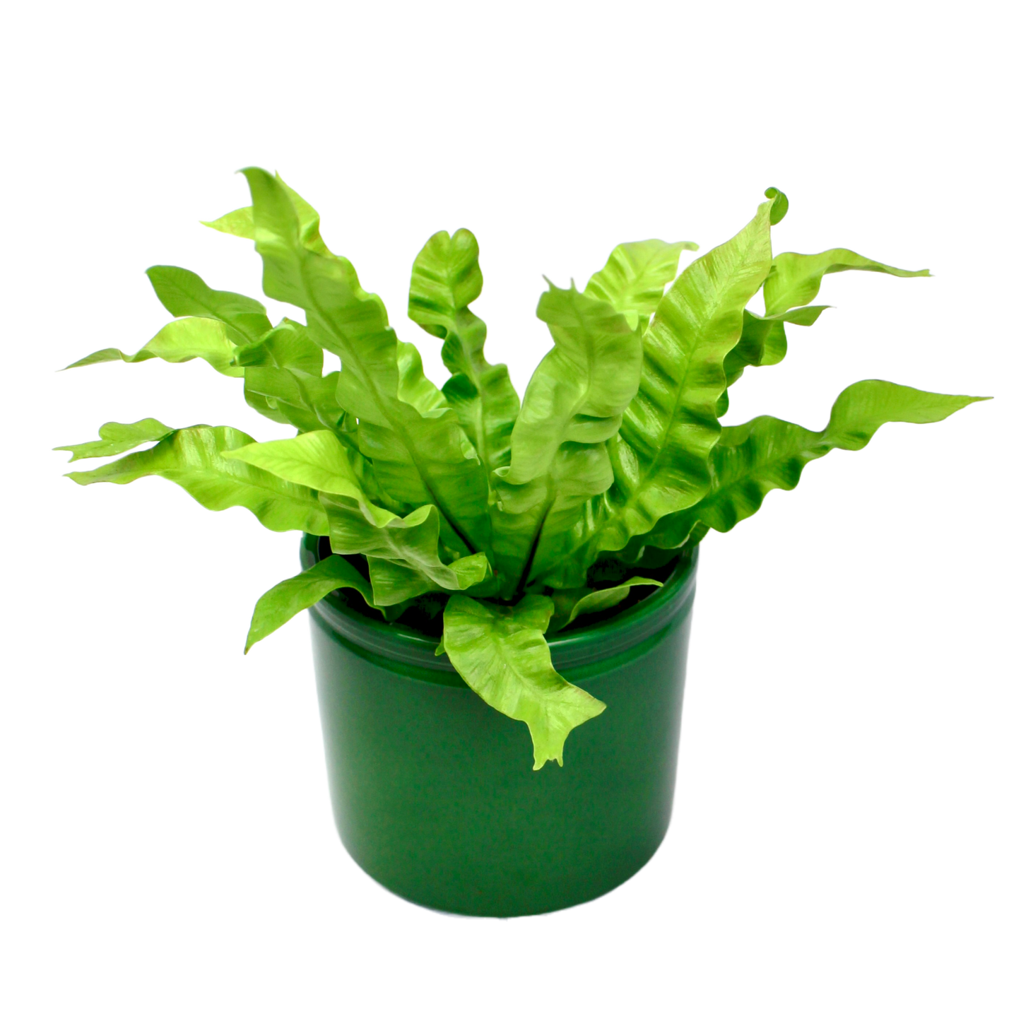 Asplenium 'Crispy Wave' (Bird's Nest Fern)